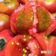 草莓柿子和普通柿子有什么区别,普罗旺斯西红柿和草莓柿子哪个好吃