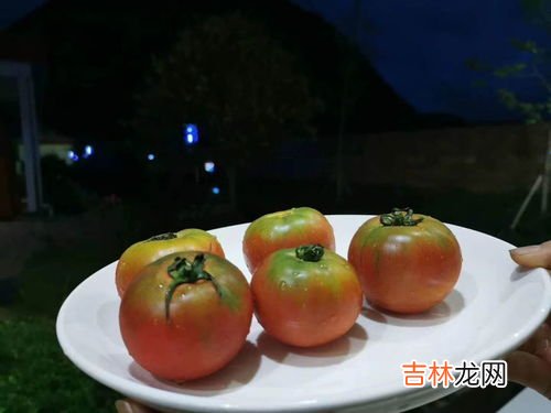 草莓柿子和普通柿子有什么区别,普罗旺斯西红柿和草莓柿子哪个好吃