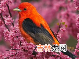 鸟为什么会飞简单答案,小鸟为什么会飞?
