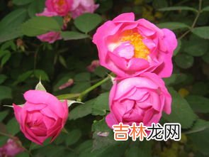 蔷薇花语是什么,蔷薇花的花语是什么