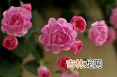 蔷薇花语是什么,蔷薇花的花语是什么