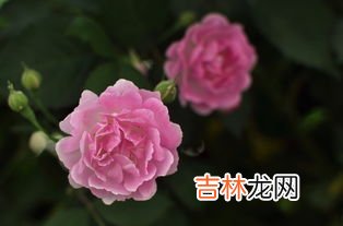蔷薇花语是什么,蔷薇花的花语是什么