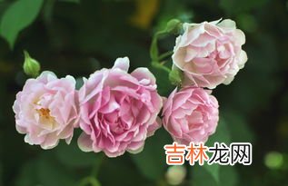 蔷薇花语是什么,蔷薇花的花语是什么