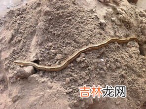 蛇有尾巴吗,蛇有尾巴吗