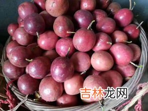 百香果的籽可以吃吗,百香果的籽可以吃吗