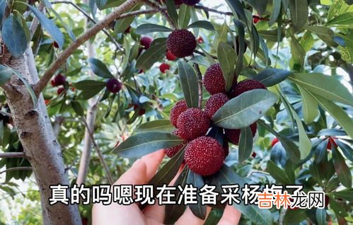 杨梅怎样保存时间长又新鲜,杨梅怎样保存时间长又新鲜 杨梅保存时间长又新鲜的方法介绍