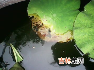 水里红色的线虫是什么,水里有红色长形小虫是什么?