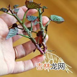 水里红色的线虫是什么,水里有红色长形小虫是什么?