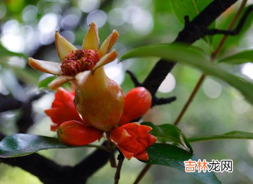 石榴树的特征和特性 石榴树的特点是什么,石榴树的外形特征是什么
