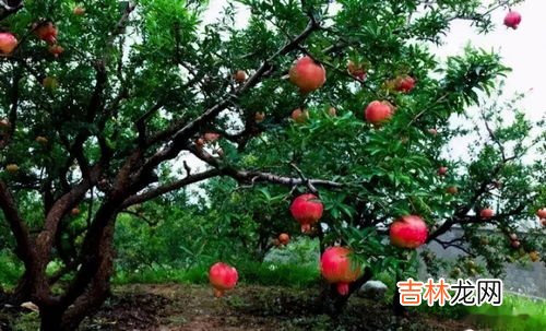 石榴树的特征和特性 石榴树的特点是什么,石榴树的外形特征是什么