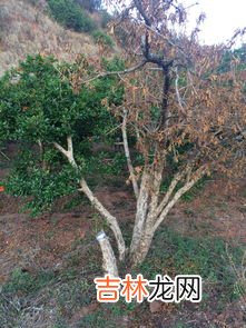 石榴树的特征和特性 石榴树的特点是什么,石榴树的外形特征是什么