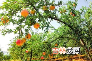 石榴树的特征和特性 石榴树的特点是什么,石榴树的外形特征是什么