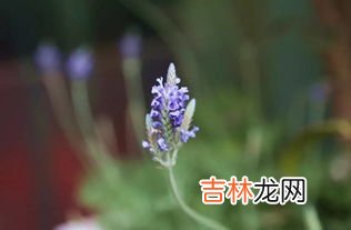 薰衣草花语是什么,熏衣草的花语是什么