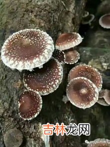 香菇有什么营养和功效,香菇的营养价值及功效