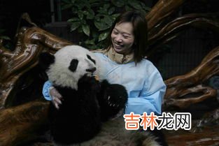 认养熊猫大概需要多少钱,熊猫作为我国国宝,外国想要领养熊猫需要哪些条件?