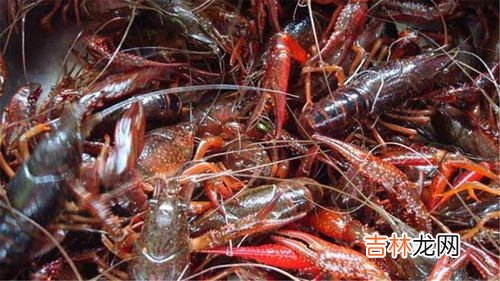 龙虾怎么洗,怎么清洗龙虾,龙虾怎么洗简单又干净