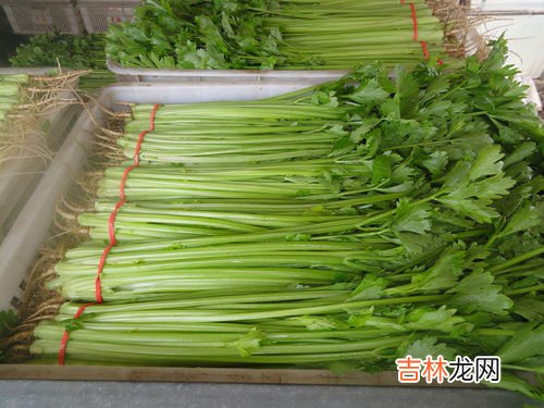 芹菜是发物吗,芹菜是发性食物吗