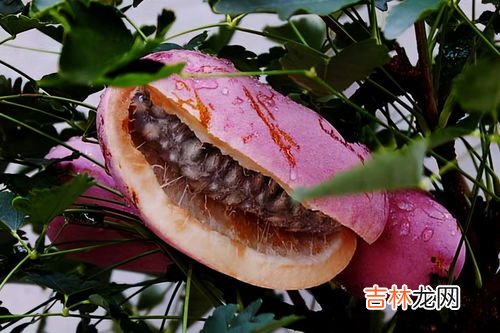 春天吃什么水果对皮肤好,春季吃什么水果最好的