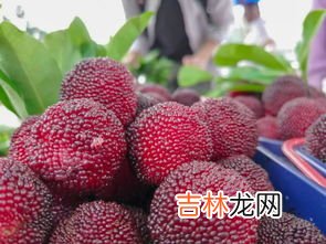 杨梅跟西瓜可以一起吃吗,西瓜芒果葡萄荔枝杨梅香瓜能一起吃吗