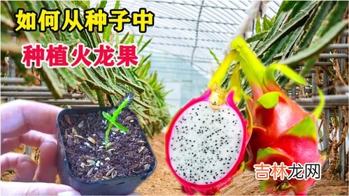 火龙果怎么种,如何种植火龙果