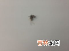 灯周围小飞虫怎么消除,屋里灯上有小飞虫怎么消灭