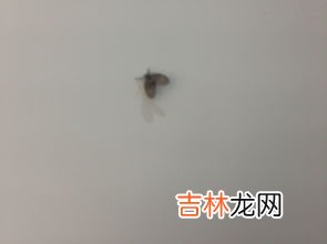 灯周围小飞虫怎么消除,屋里灯上有小飞虫怎么消灭