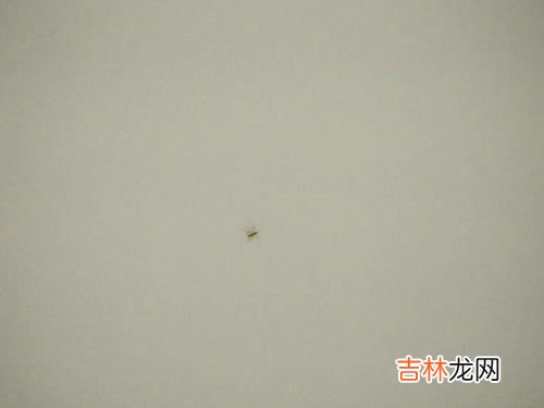 灯周围小飞虫怎么消除,屋里灯上有小飞虫怎么消灭
