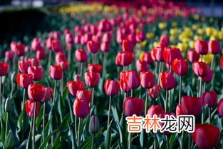 郁金香哪个部位有毒,郁金香的毒叫做什么？