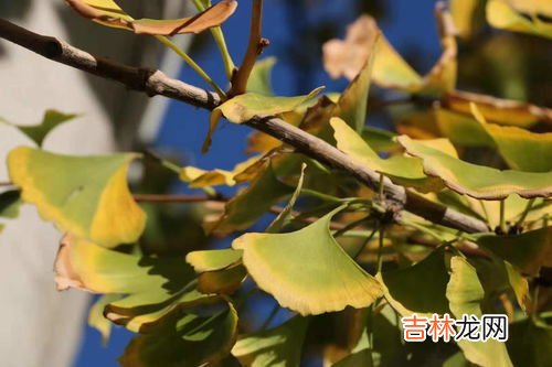 银杏果为什么这么臭,银杏果为什么是臭的
