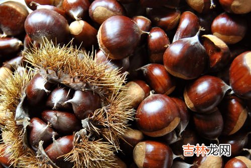 板栗发芽了还能吃吗,发芽栗子可以吃吗