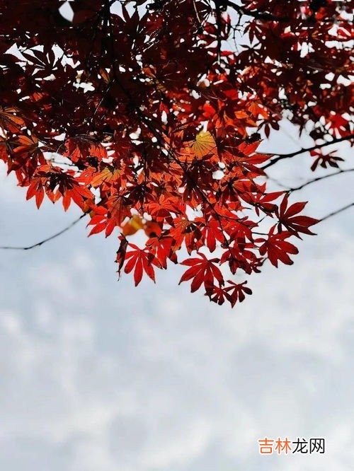 朋友圈发枫叶怎么写,朋友圈枫叶佳句