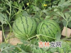 西瓜怎么种,西瓜的种植方法