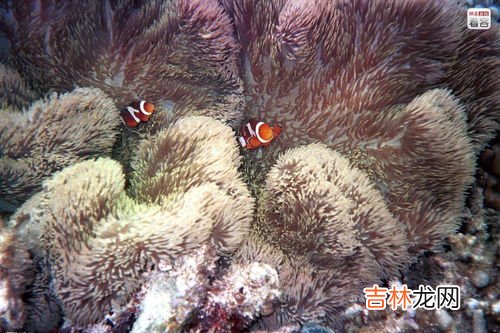 渔民说的海猪属于什么动物,海猪的学名叫什么