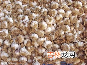 大蒜根须的功效与作用,蒜苗根须可以吃吗?