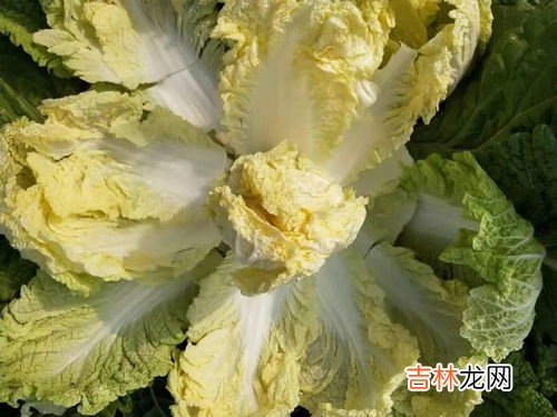 白菜和娃娃菜一样吗,娃娃菜和大白菜有什么区别