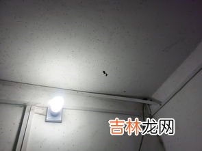 晚上开窗有飞虫怎么解决,夏天晚上开灯有很多小飞虫怎么办?