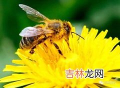 蜜蜂会主动攻击人类吗,蜜蜂会主动攻击人类吗?