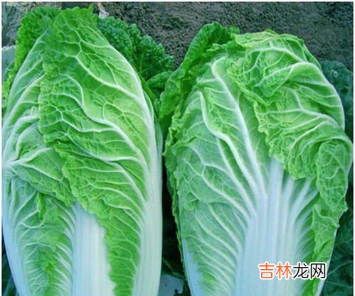 白菜和鸡蛋可以一起吃吗,白菜可以和鸡蛋一起吃吗?白菜能和鸡蛋同吃吗?