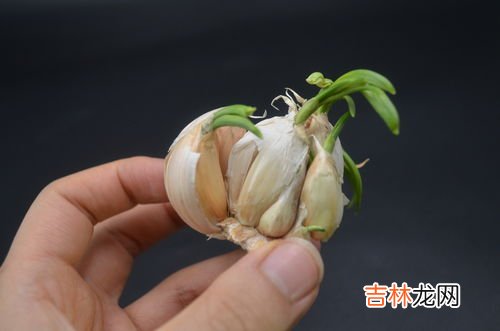 沙姜发芽了还能吃吗,沙姜长芽了还能吃吗？