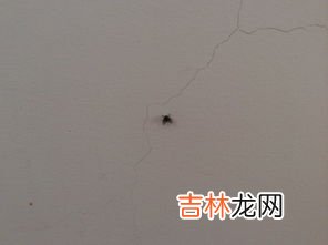 马桶里有飞虫怎么消灭,厕所的小飞虫到底有什么办法根治