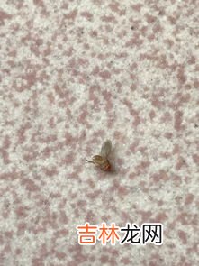 马桶里有飞虫怎么消灭,厕所的小飞虫到底有什么办法根治