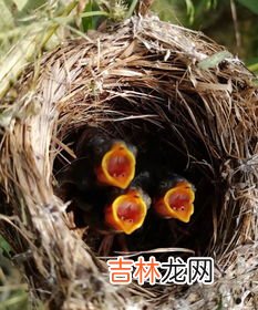 鸟窝的形状有哪些,鸟窝除了有三角形,正方形,长方形,椭圆形,圆形,菱形还有什么形状?