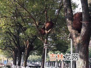 鸟窝的形状有哪些,鸟窝除了有三角形,正方形,长方形,椭圆形,圆形,菱形还有什么形状?