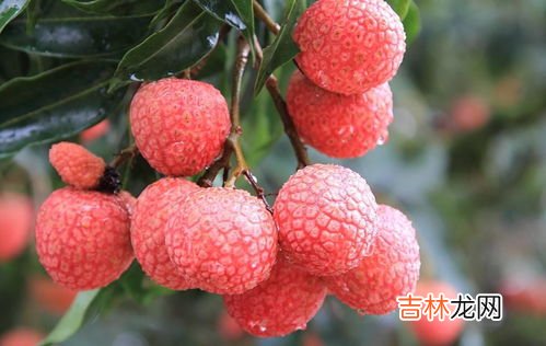枇杷可以和荔枝一起吃吗,枇杷不能和什么水果一起吃