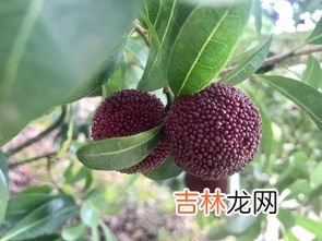 杨梅果子的功效与作用,吃杨梅有什么好处?杨梅的功效与作用