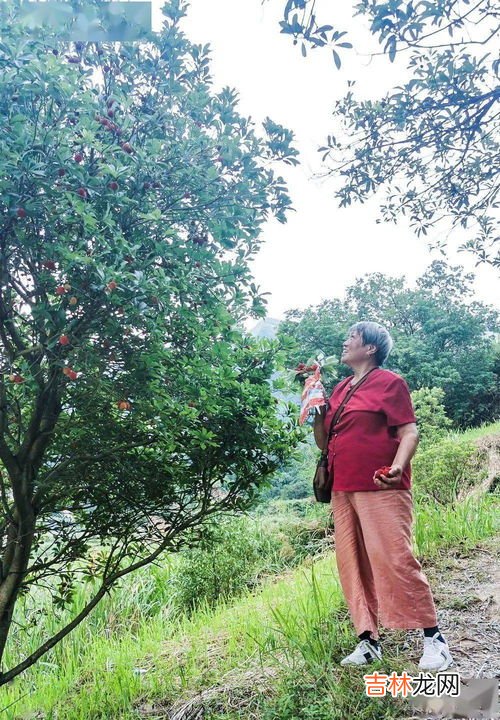 杨梅果子的功效与作用,吃杨梅有什么好处?杨梅的功效与作用