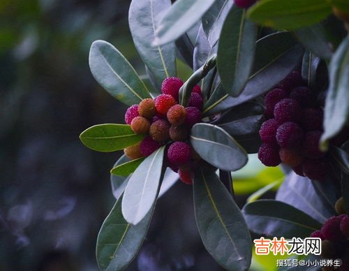 杨梅果子的功效与作用,吃杨梅有什么好处?杨梅的功效与作用