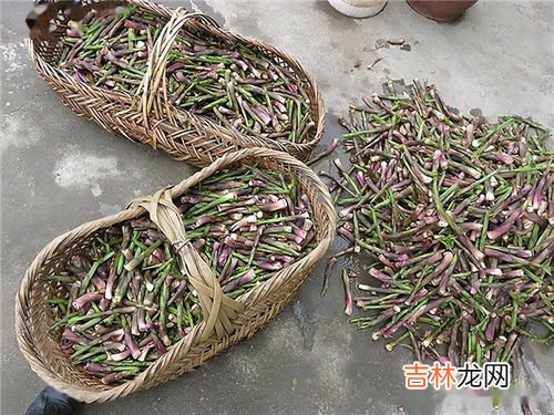野生芦苇笋的吃法,家庭怎样处理芦苇笋才能吃