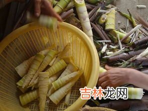 野生芦苇笋的吃法,家庭怎样处理芦苇笋才能吃