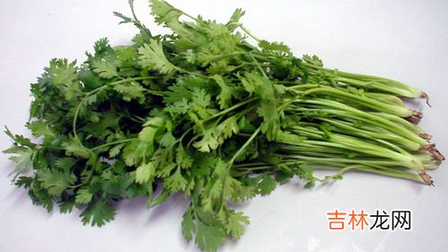 香菜怎么种,如何种植香菜 怎么种香菜